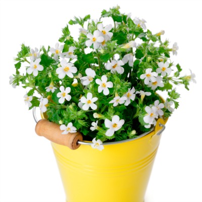 Bacopa Monniera: A Herb to Enhance our Memory
