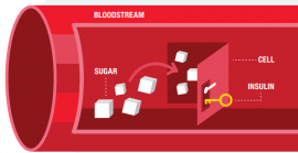 How Diabetes Works: The Lock and Key Model of Blood Sugar Control